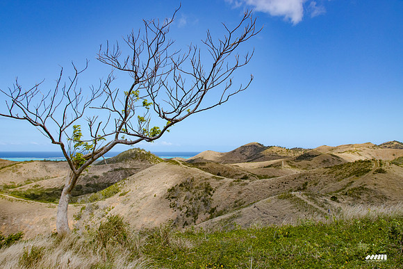 Shell Pacific Mega Rando 2020