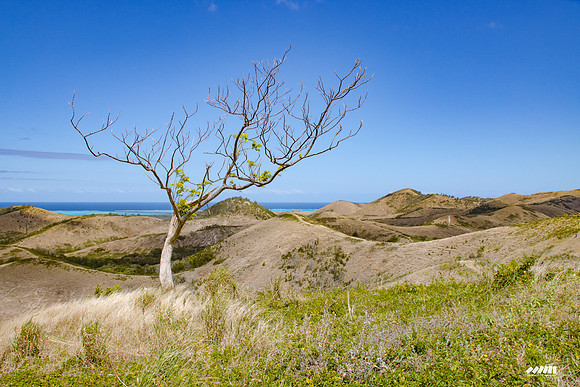 Shell Pacific Mega Rando 2020